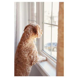 How to Prevent Your Dog From Destroying Blinds